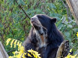 Tiergarten Schönbrunn am 20.10.2025